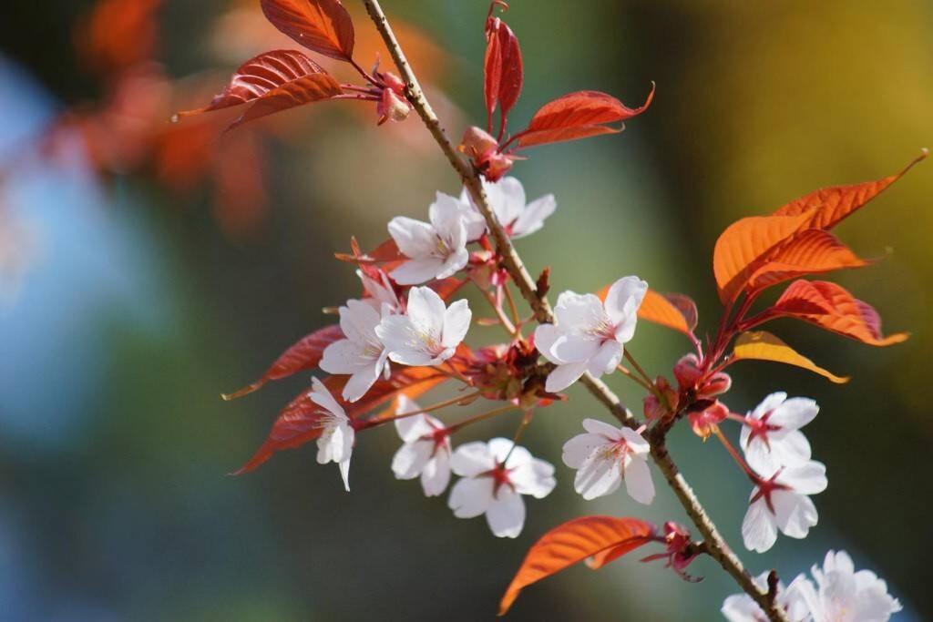 Ougi-An Villa Kyoto Ngoại thất bức ảnh